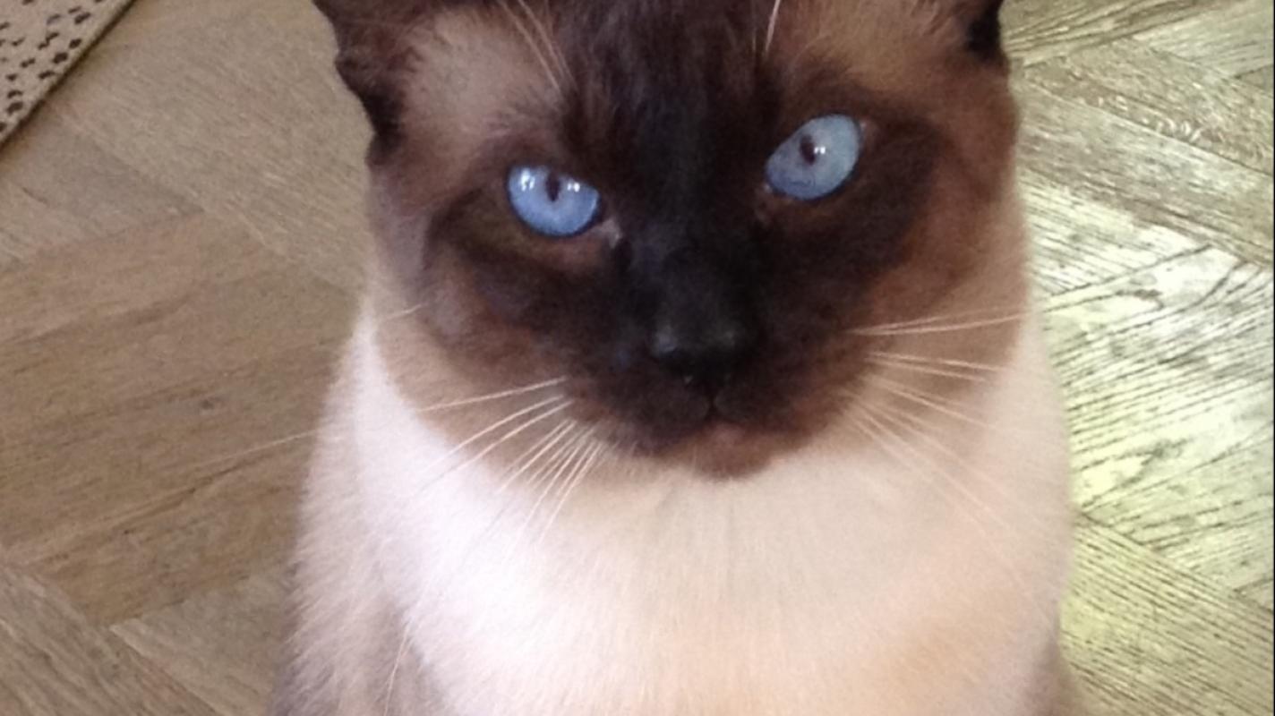 Ramses