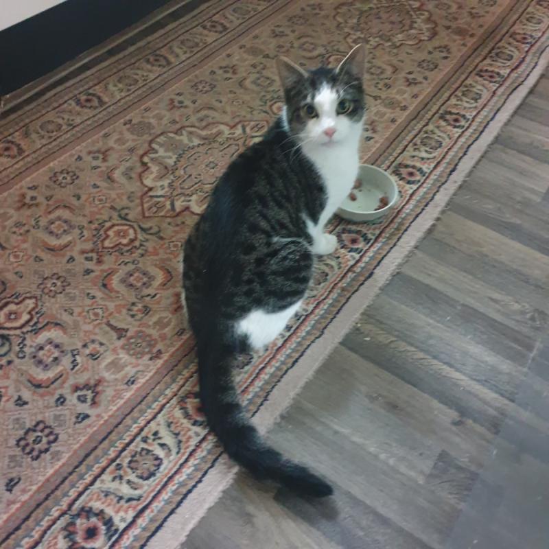 Sylvester