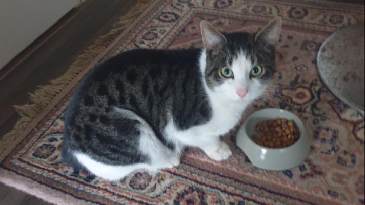 Sylvester