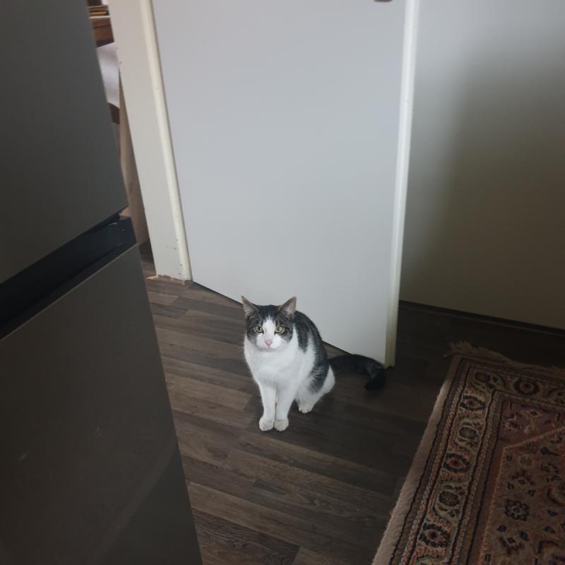 Sylvester