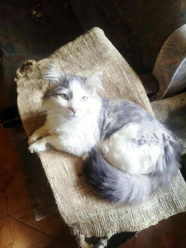 Floris