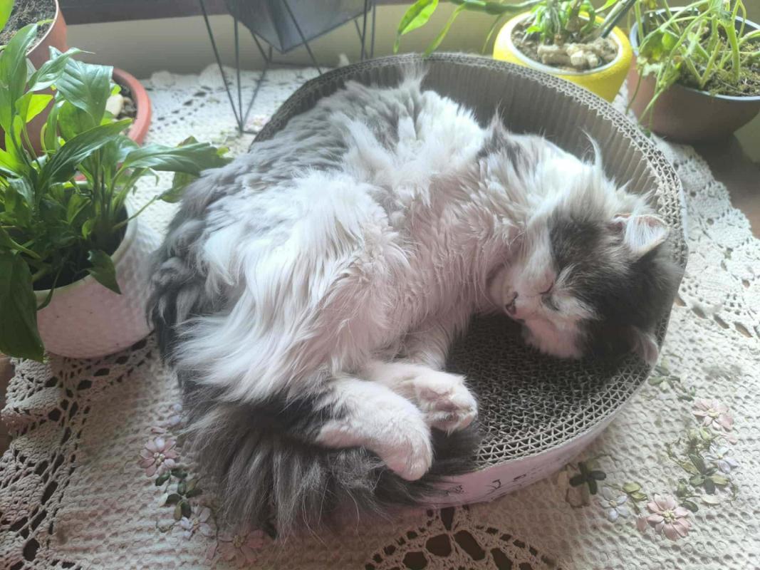 Floris