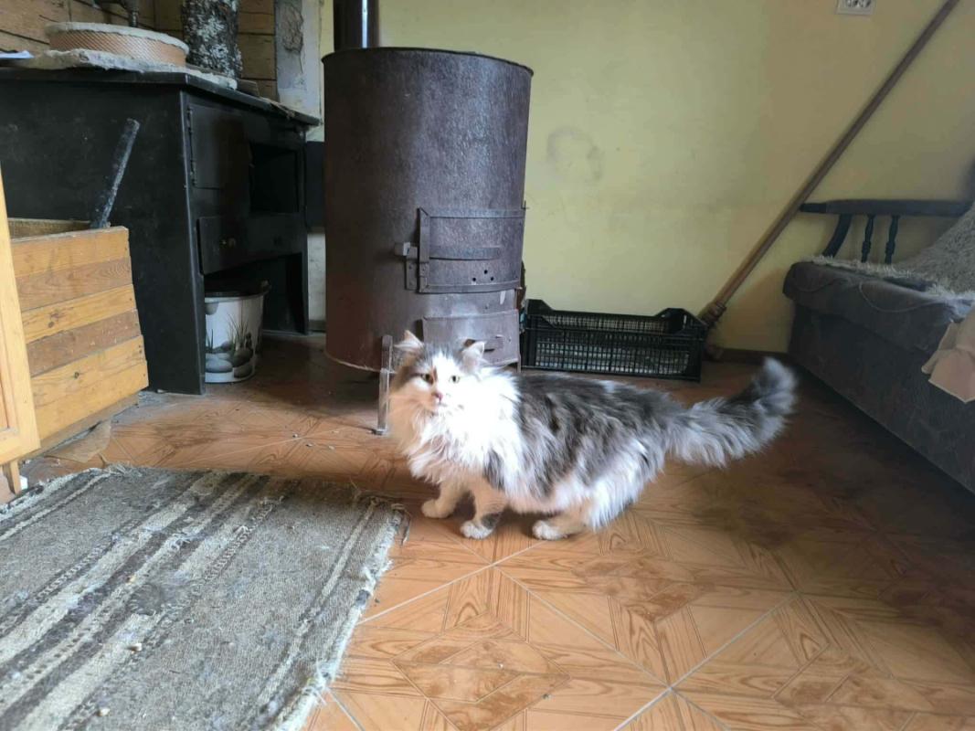 Floris