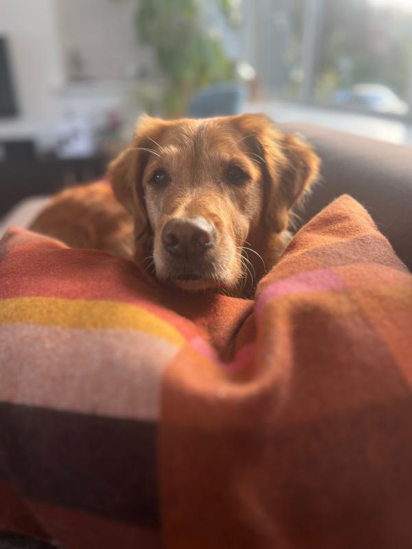 Raika