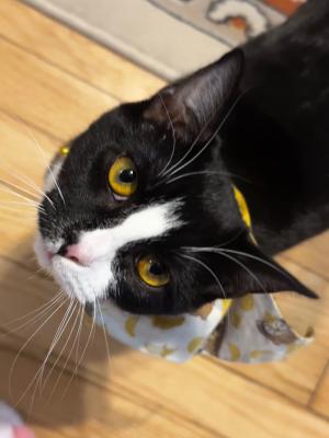 Midna