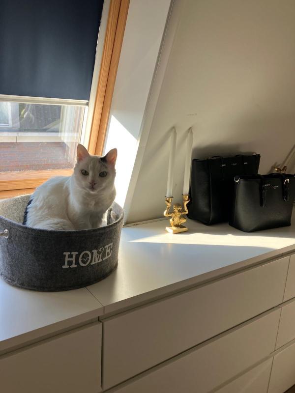 Olaf