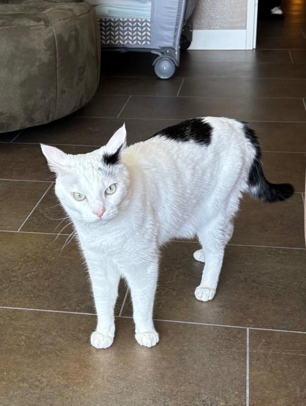 Olaf