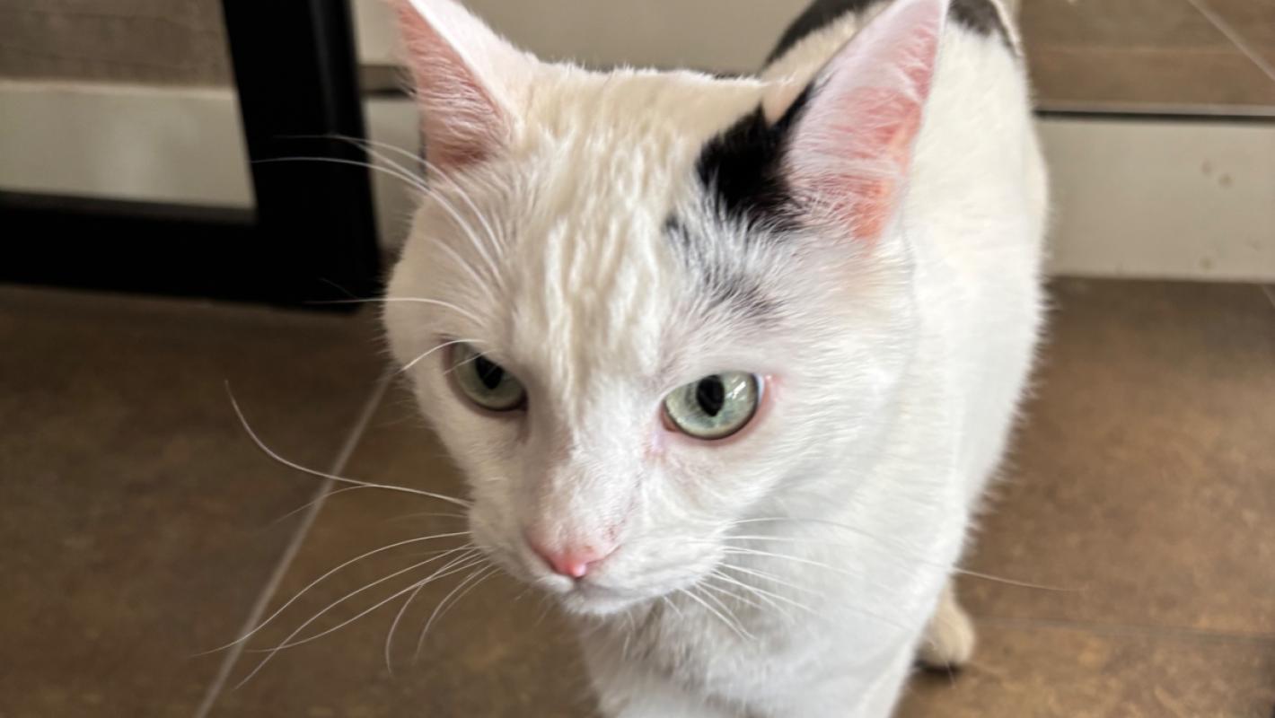 Olaf