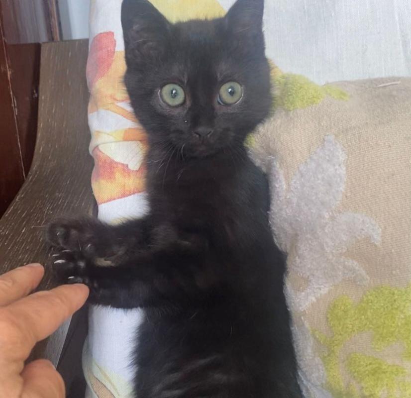 Panther