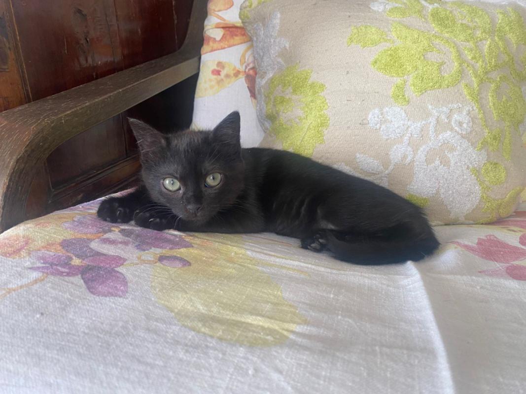 Panther