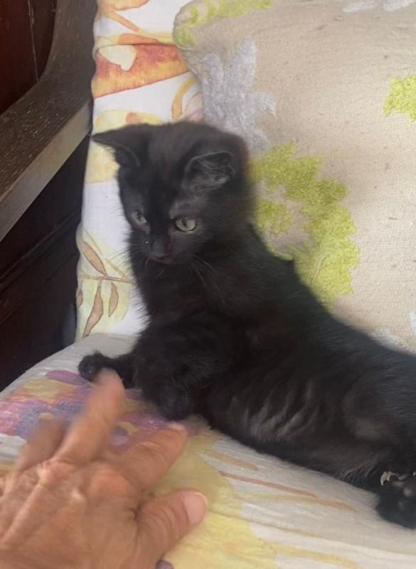 Panther