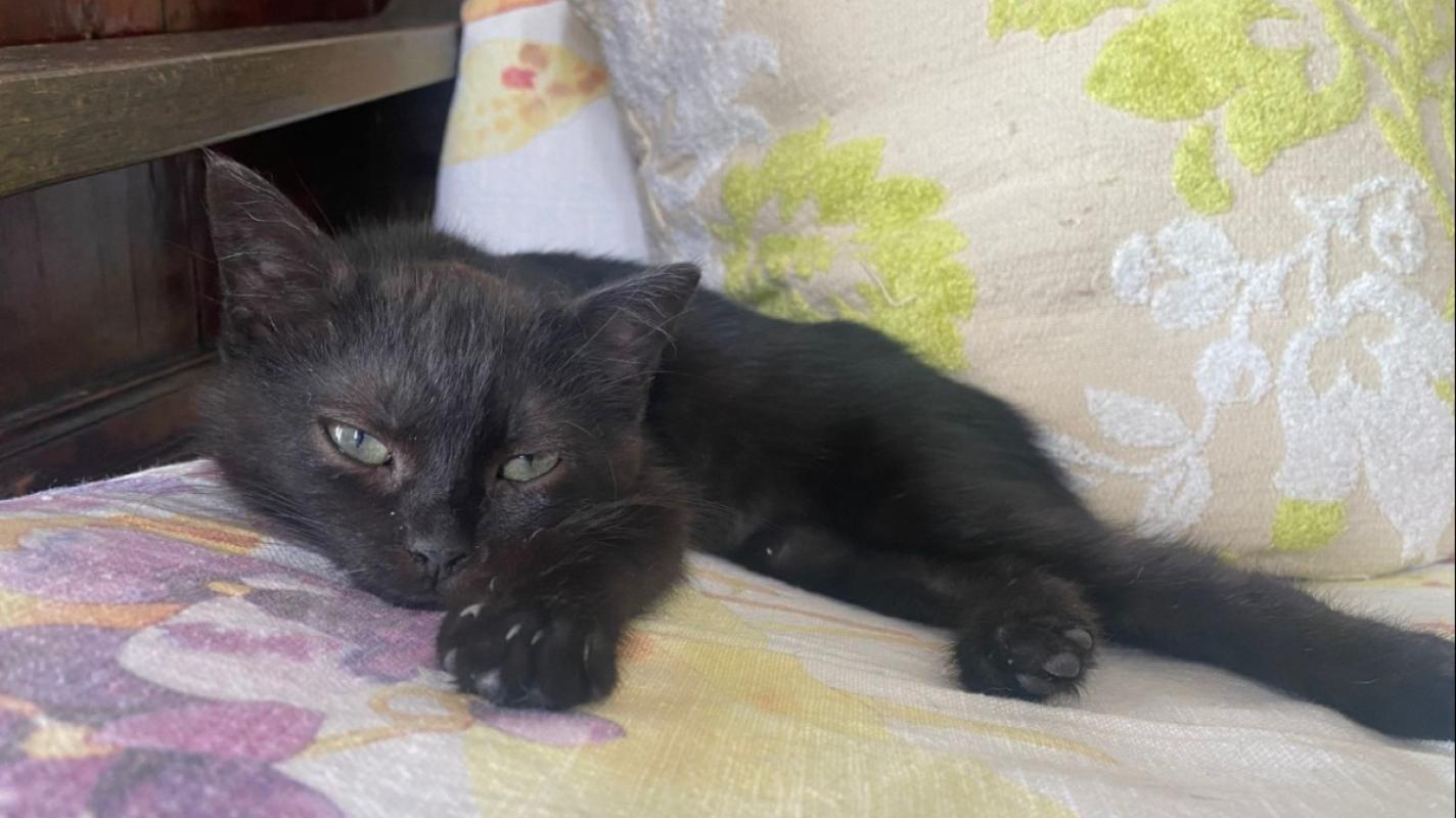 Panther
