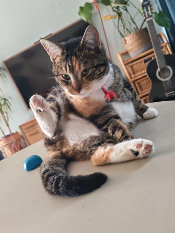 Ronja