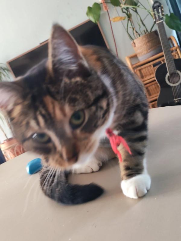 Ronja