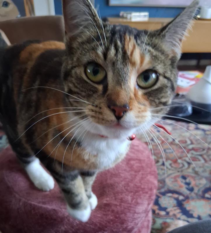 Ronja