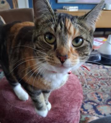 Ronja