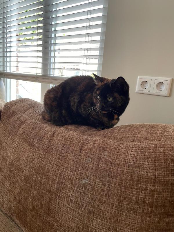 Pumba