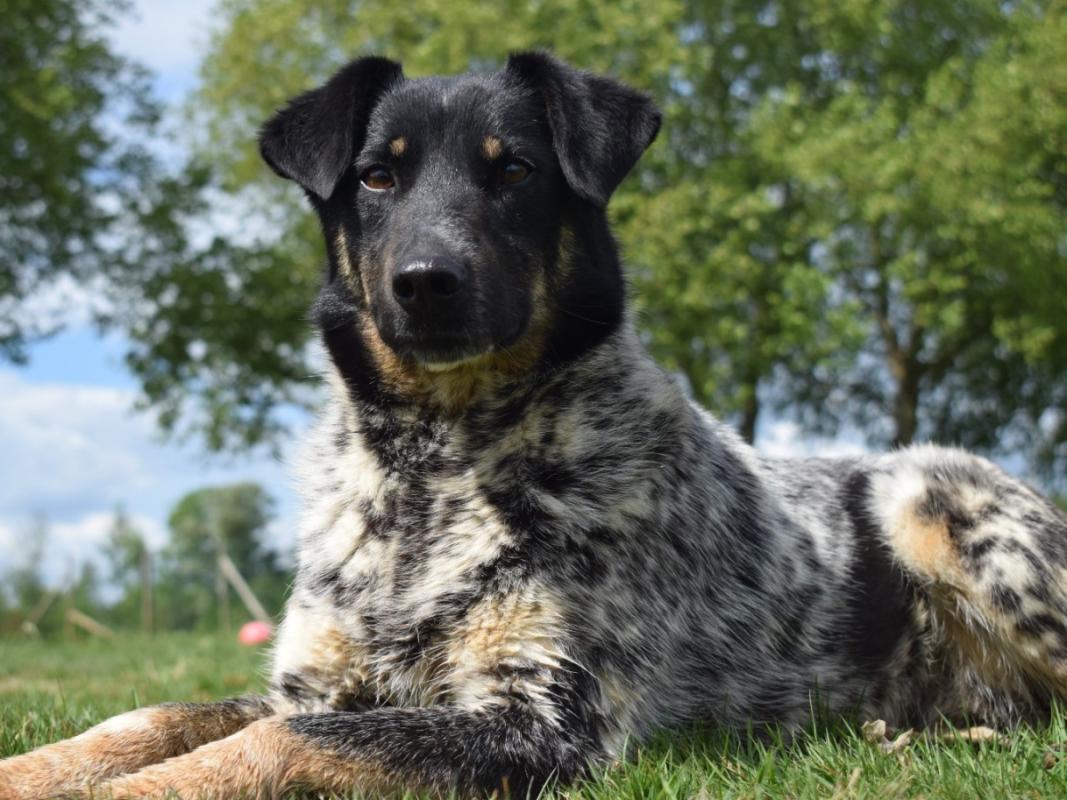 Dalmi