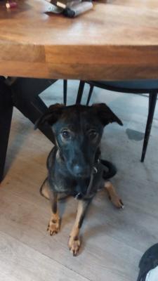 Hugo