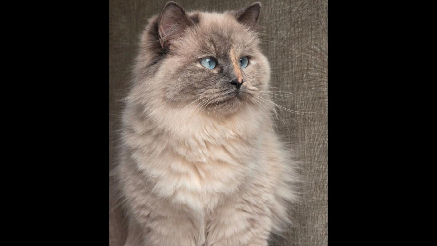 Yuki