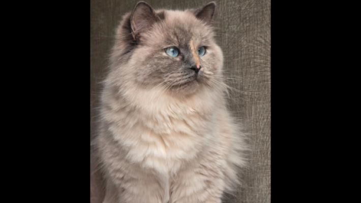 Yuki