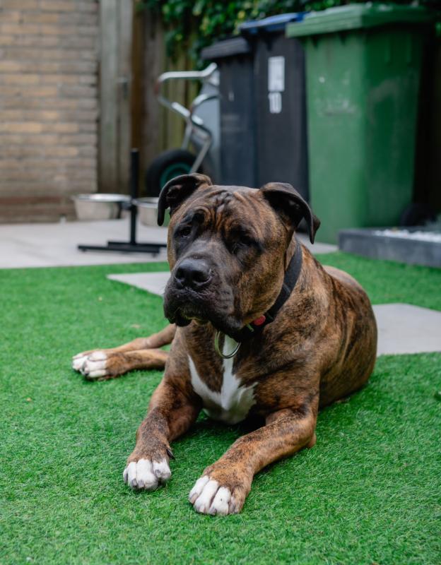 Roscoe