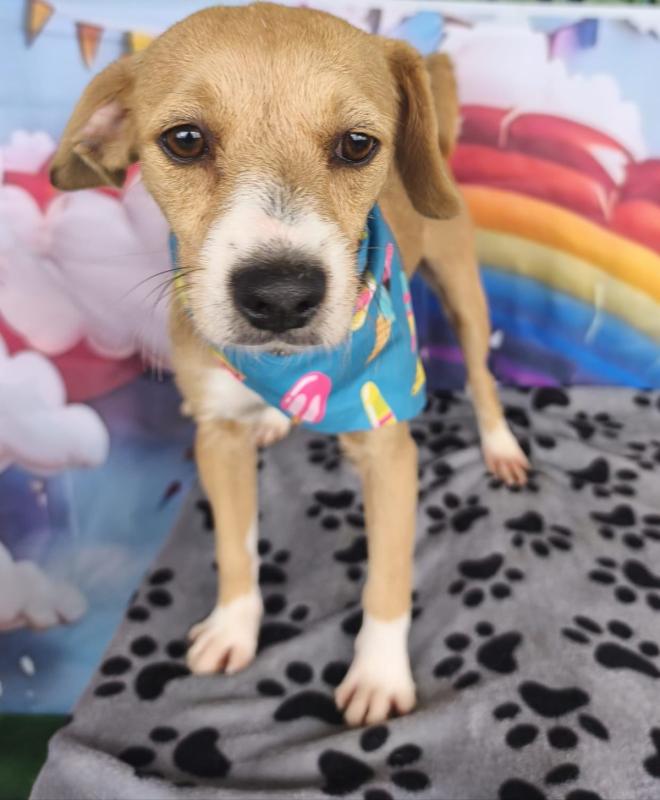 Pippa
