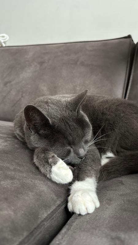 Snoepie