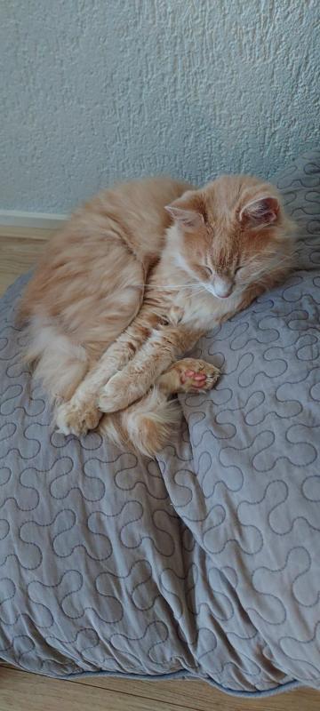 Coco