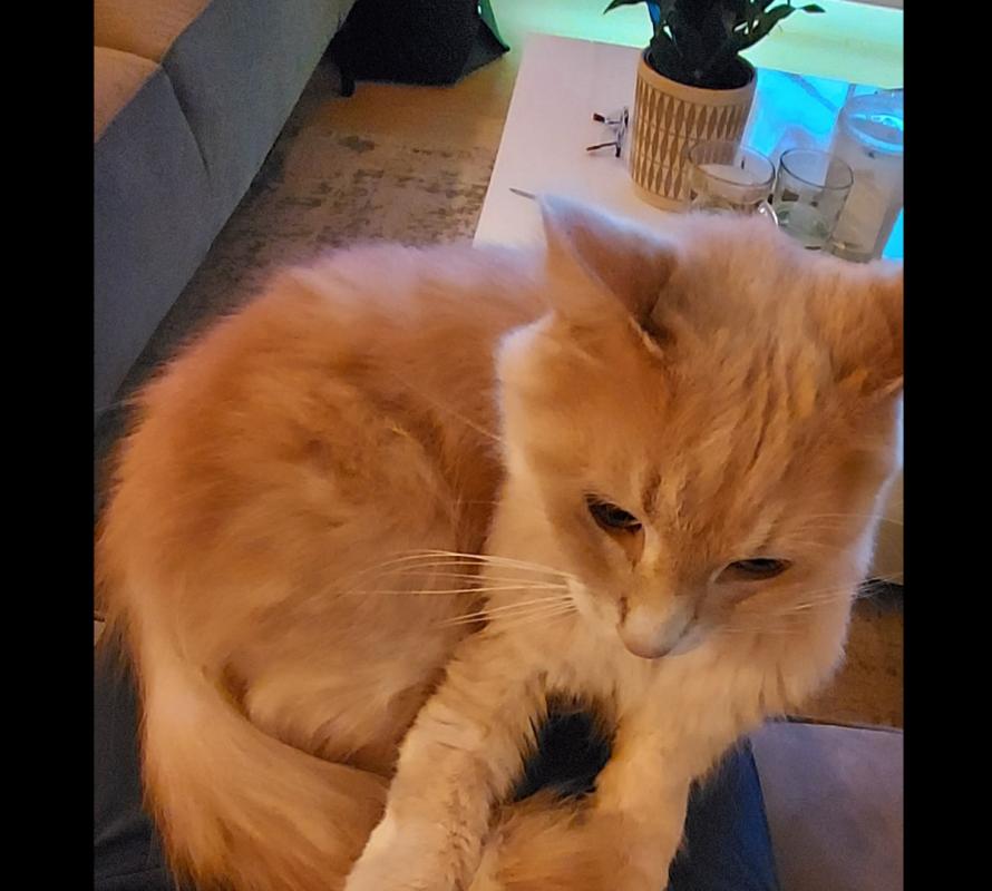 Coco
