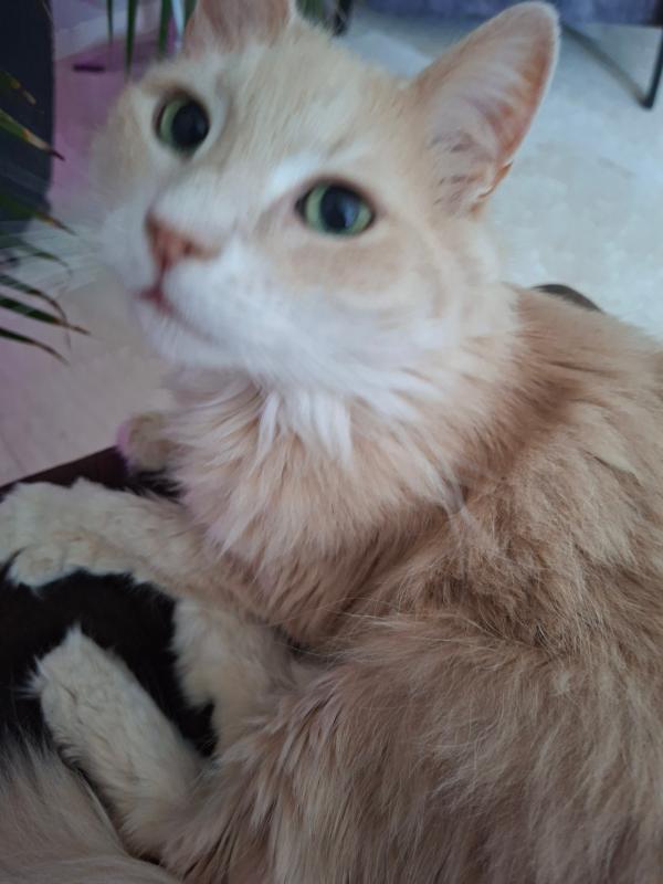 Coco