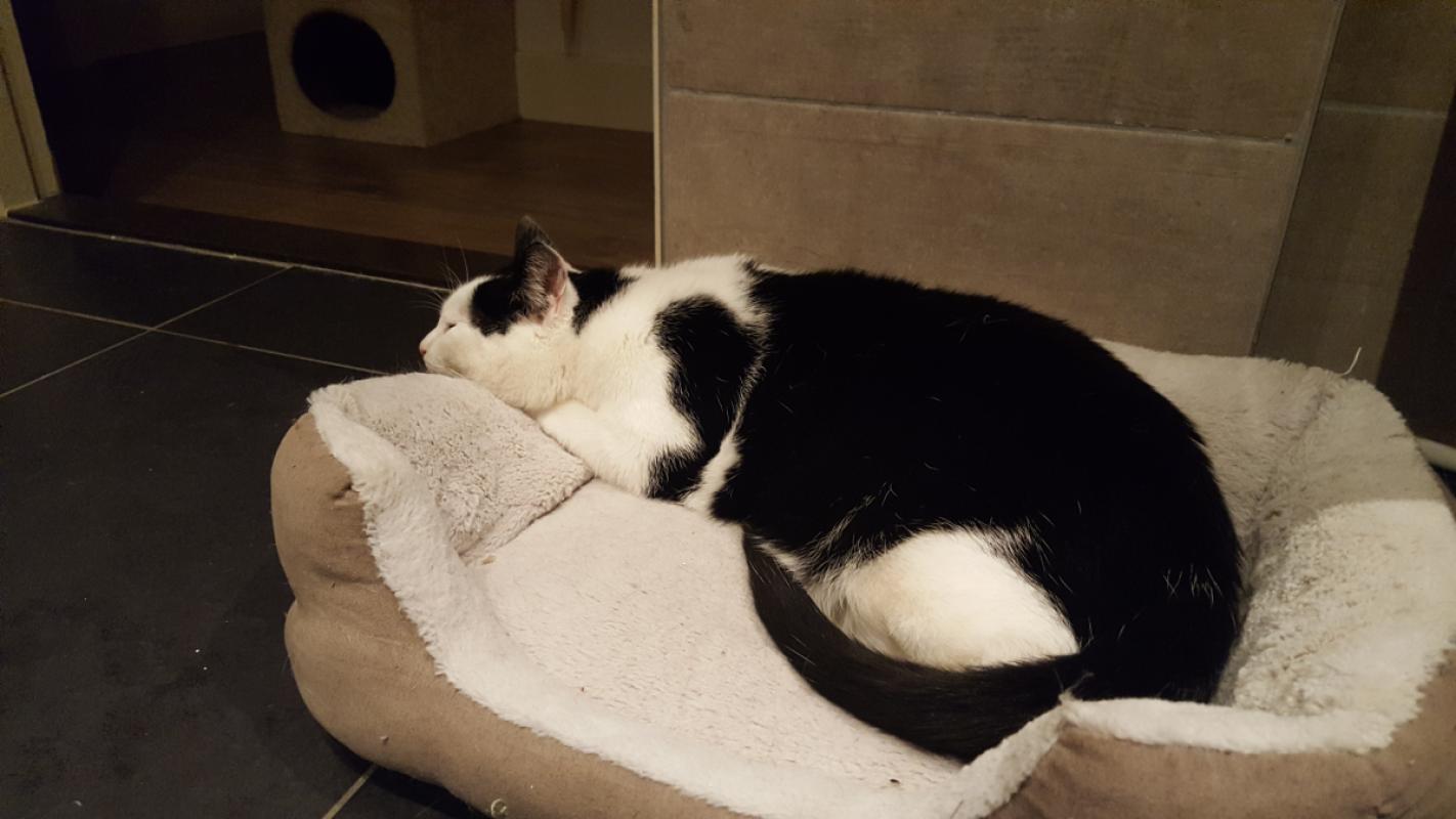 Chico