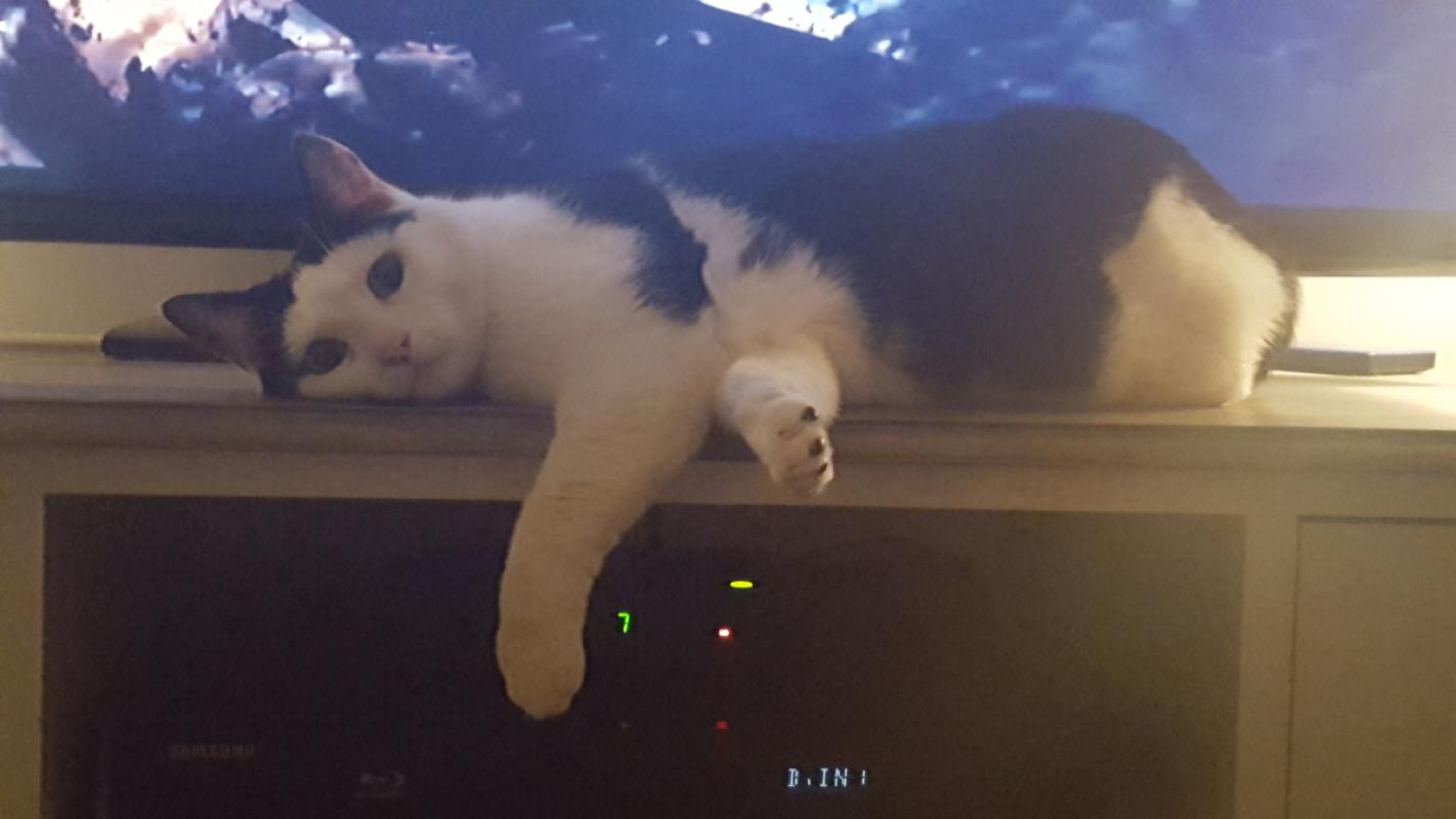 Chico