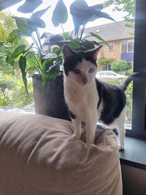 Chico