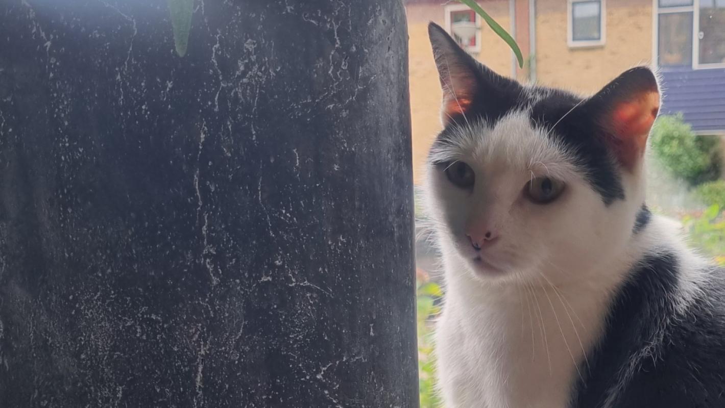 Chico