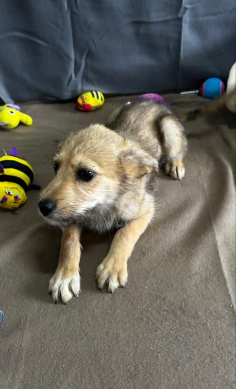 Nova