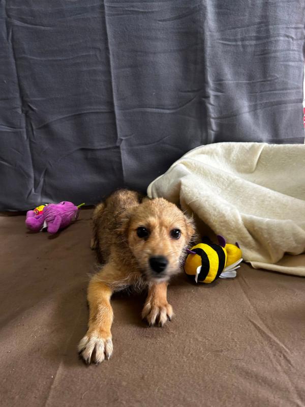 Nova