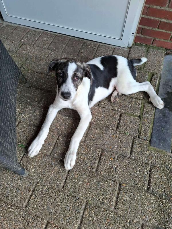 Roxy