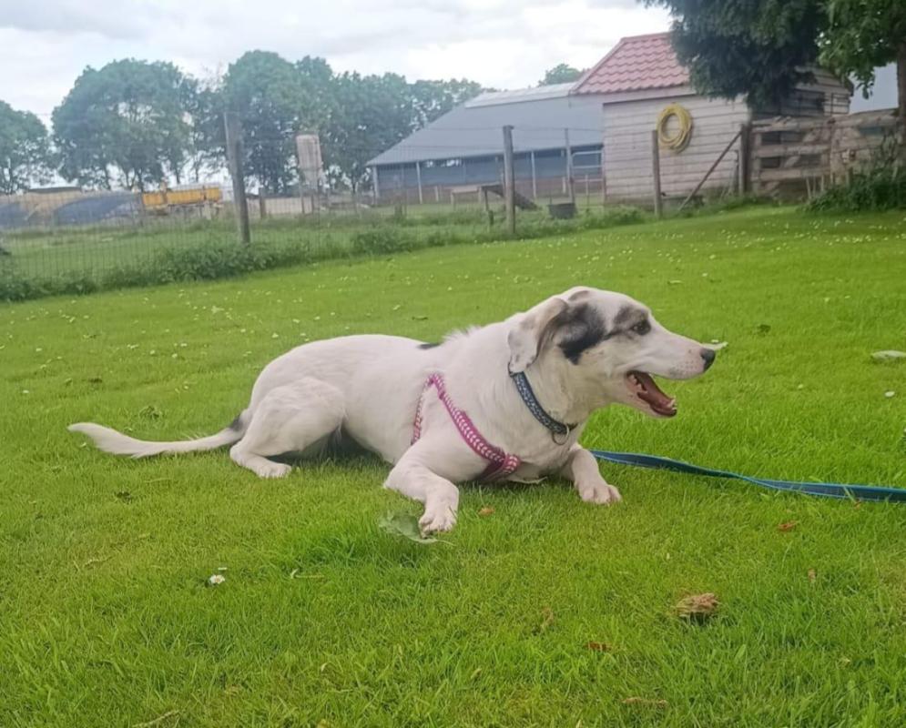 Lila