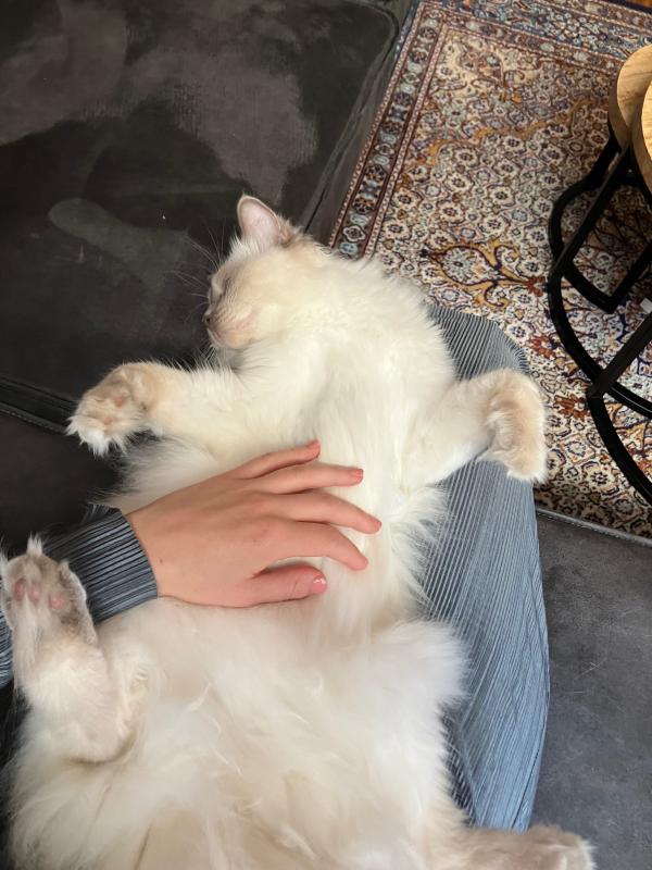 Jazz