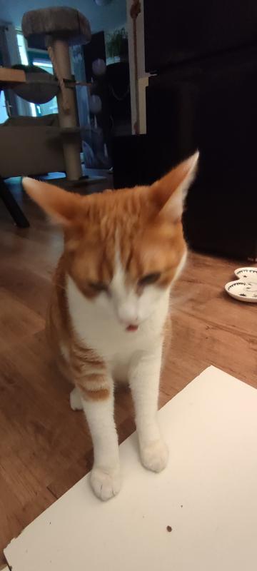 Bommel