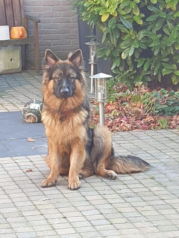 Rex