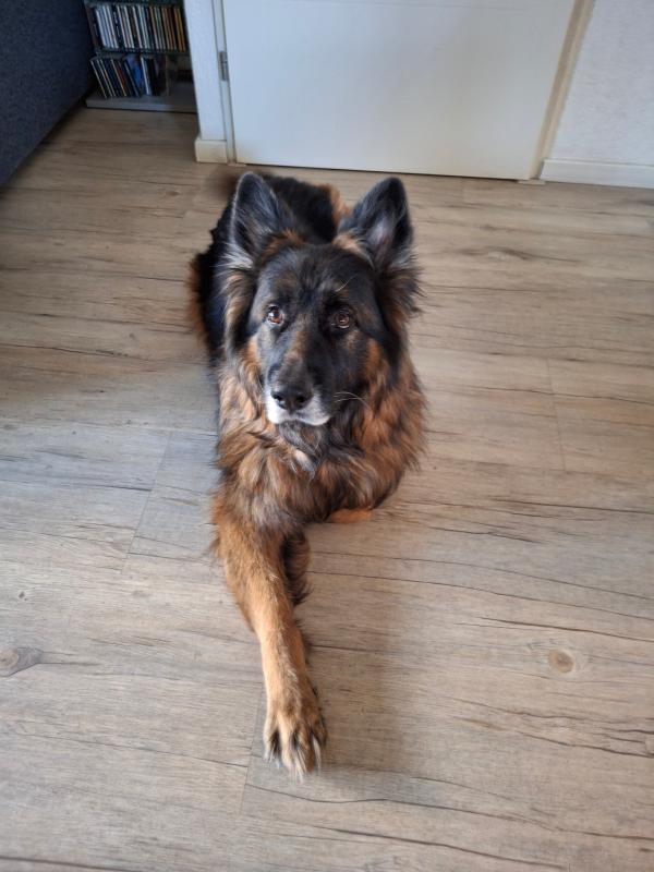 Rex
