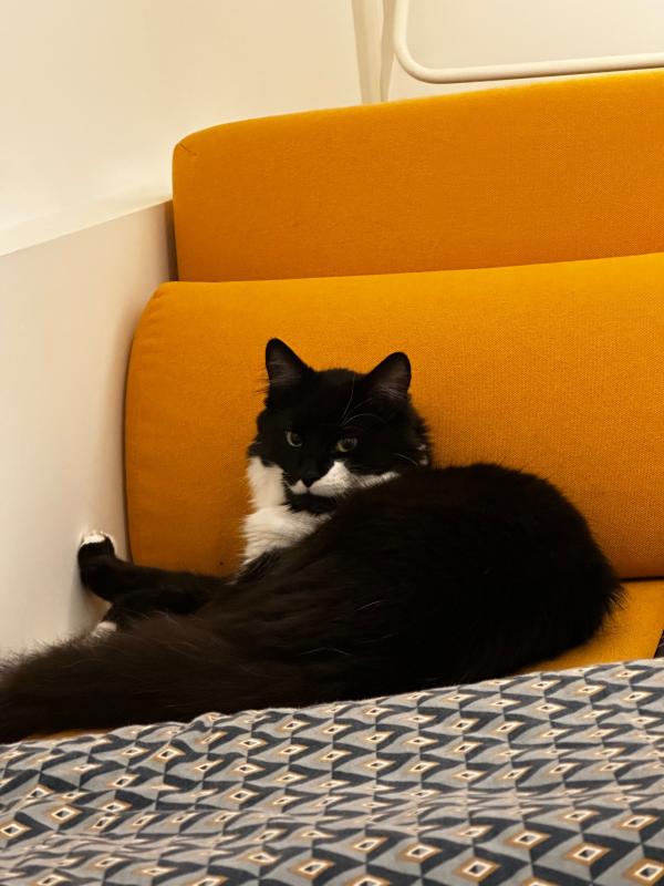 Cotton