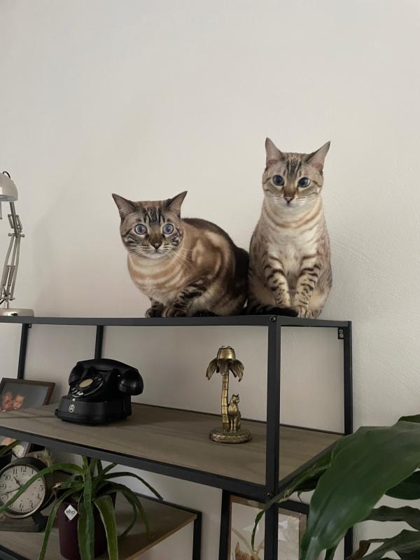 Django