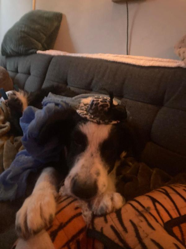 Pongo