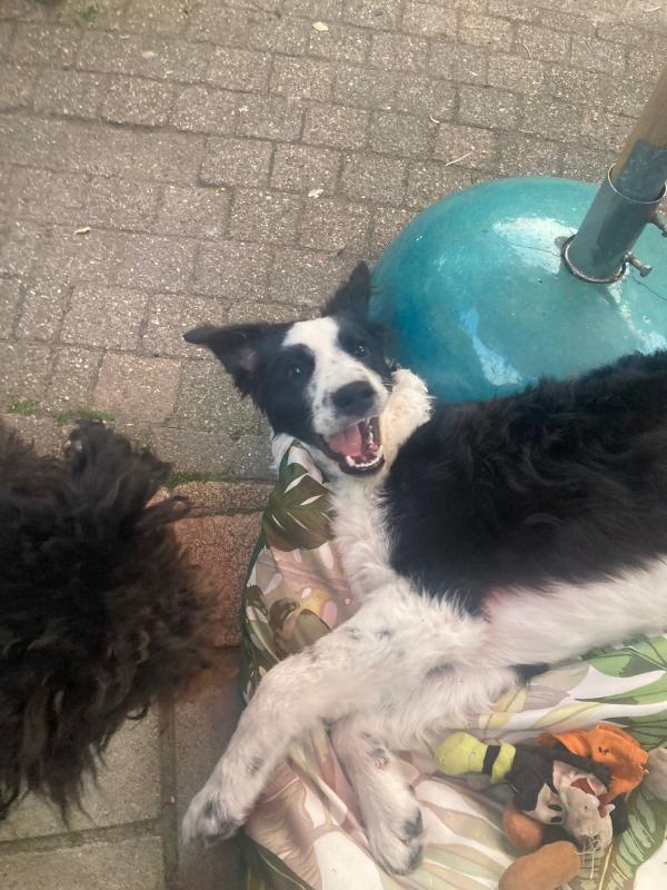 Pongo