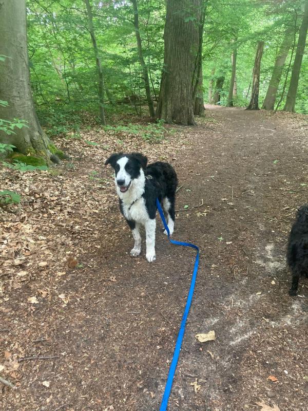 Pongo
