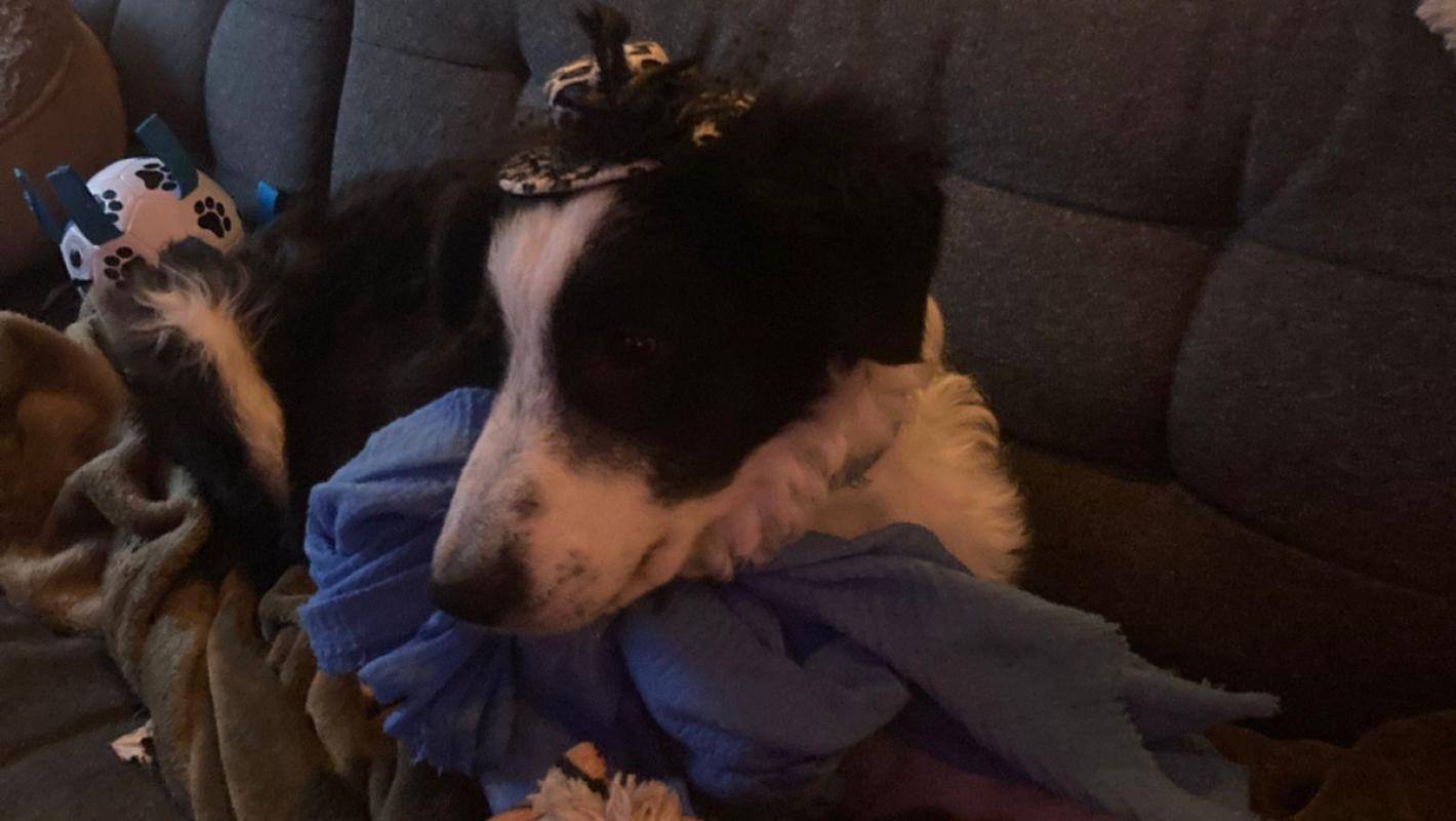 Pongo