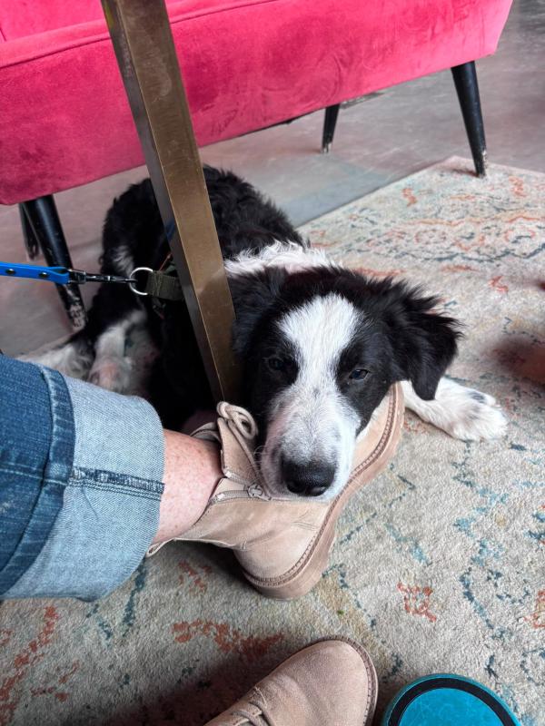 Pongo